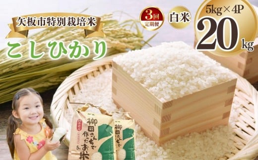 [定期便3回]矢板市特別栽培米 こしひかり 白米 5kg×4P | お米 米 こめ 白米 玄米 にじのきらめき コシヒカリ こしひかり 美味しい お弁当 選べる エコ スマート 環境 手間暇 土づくり  ふるさと 納税 栃木県 矢板市 2322676 - 栃木県矢板市