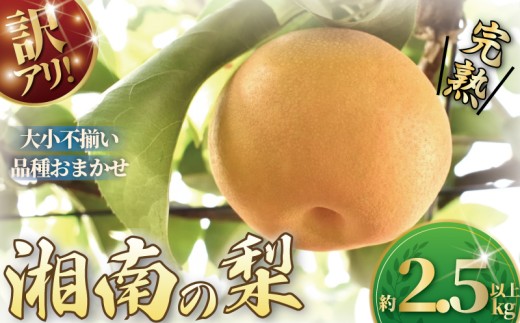 【先行予約】梨 なし ナシ 約2.5kg 以上 2026年8月上旬発送 開始 訳あり 訳アリ わけあり 訳有 くだもの 果物 フルーツ nasi nashi 旬 新鮮 完熟 先行予約 数量限定 産地直送 農家直送 幸水 あきづき 秋月 秋のほほえみ 南水 おやつ デザート ふるうつらんど井上 神奈川 湘南 藤沢