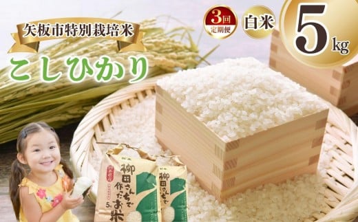 [定期便3回]矢板市特別栽培米 こしひかり 白米 5kg | お米 米 こめ 白米 玄米 にじのきらめき コシヒカリ こしひかり 美味しい お弁当 選べる エコ スマート 環境 手間暇 土づくり  ふるさと 納税 栃木県 矢板市 2322672 - 栃木県矢板市