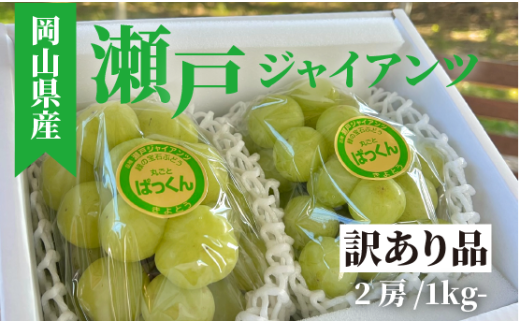 【きよとうファーム】<2025年発送>訳あり品瀬戸ジャイアンツ中2房入/約1kg(岡山県産） 【KF-B093-01】