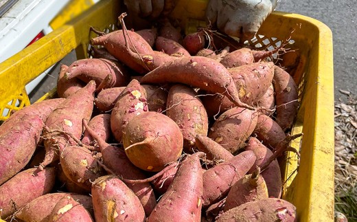 外海のかんころ餅 (4種類) 食べ比べ 計10本 各250g ／ かんころ餅 サツマイモ 芋 おやつ 郷土菓子 長崎県 長崎市