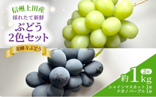 シャインマスカット ナガノパープル 信州上田産金剛寺ぶどう 約1kg 2房 詰め合わせ シャインマスカット ナガノパープル 葡萄 ブドウ 1kg 果物 くだもの フルーツ デザート 旬の果物 旬のフルーツ 長野県 長野