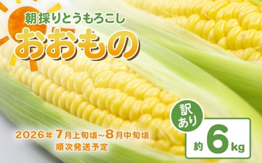 【 訳あり 】【 先行予約 】 下妻産 朝採りとうもろこし （ おおもの ） 約6kg 【 2026年7月上旬～8月中旬ころ順次発送予定 】【 とうもろこし コーン 糖度 トウモロコシ おおもの 朝採り 新鮮 スイートコーン スイート 】[SZR] 296942 - 茨城県下妻市