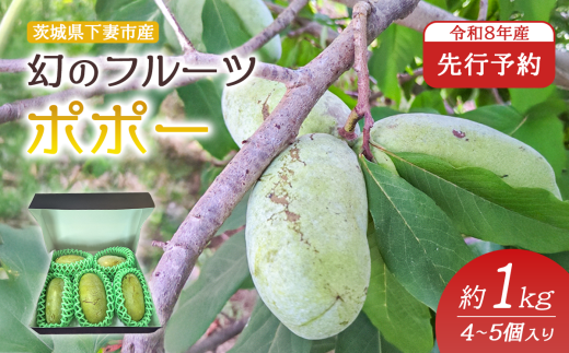 【 先行予約 】 幻のフルーツ ポポー 約1kg 4 ～ 5個 【 2026年8月下旬 ～ 9月中旬発送予定 】【 果物 フルーツ 果実 幻の果物 幻のフルーツ スイーツ 甘い 森のカスタードクリーム クリーミー 】