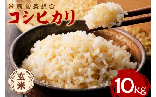 令和7年産 コシヒカリ 玄米 10kg  こしひかり お米 こめ 国産 ごはん ご飯 げんまい コメ 取り寄せ お弁当 弁当 おにぎり 茨城県 笠間市 いばらき