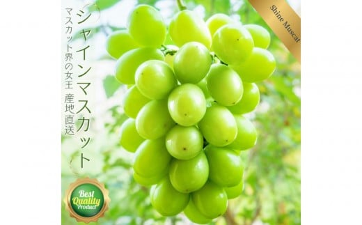 鳥取産 シャインマスカット 優品 2房