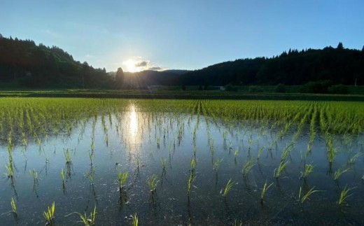 新潟県南魚沼市のふるさと納税 【生産者直送】【令和７年産 新米】 南魚沼産こしひかり10kg(5kg×２) 白米 オグライスファーム＜コシヒカリ 精米 農家直送＞　【2025年11月上旬頃より順次発送予定】