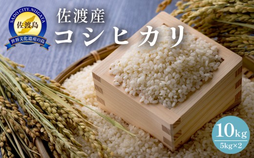 佐渡島産　コシヒカリ　10kg（5kg×2）　令和7年産 1921859 - 新潟県佐渡市