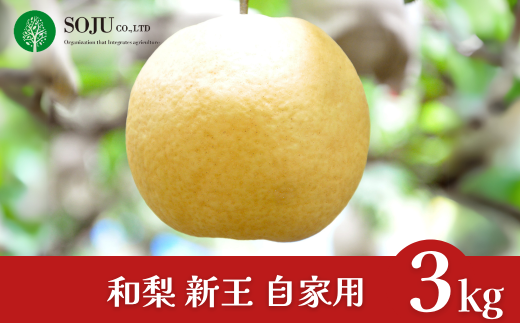 新潟オリジナル和梨 新王 自家用 約3kg 令和7年度 新潟県 三条市産 [三条果樹専門家集団] 【010S831】