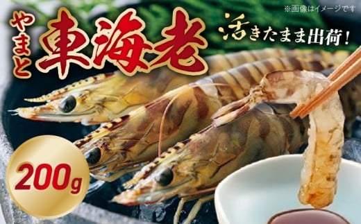 活き車海老「やまと車海老」200g_S010-081 1297595 - 熊本県天草市