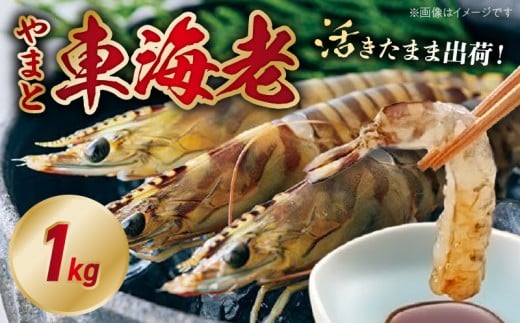 活き車海老「やまと車海老」1kg_S010-008 312166 - 熊本県天草市