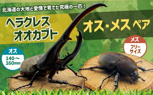 ヘラクレスオオカブト オス・メスペア（オスサイズ：大140～160mm、メスサイズ：フリーサイズ）
