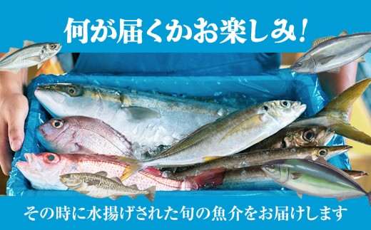 富山県氷見市のふるさと納税 【偶数月 全3回 定期便】 魚問屋直送！氷見漁港で競り落としたお刺身詰め合わせセット 〈冷凍〉　