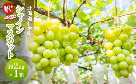 [先行受付] 訳あり 北海道 仁木町  シャインマスカット 約2kg×1箱 ブドウ 葡萄 マスカット 果物 くだもの フルーツ [嶋田茂農園]