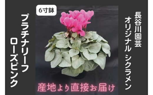 【先行予約】【長谷川園芸】オリジナル品種 シクラメン プラチナリーフ 6寸 ローズピンク【冬のギフト  フラワーギフト クリスマス 鉢花】 (AT019)