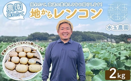 農園採れたて 地からレンコン 2kg | 産地直送 茨城県 土浦市産 れんこん 蓮根 シャキシャキ ※離島への配送不可 ※2026年11月頃より順次発送予定 2327245 - 茨城県土浦市