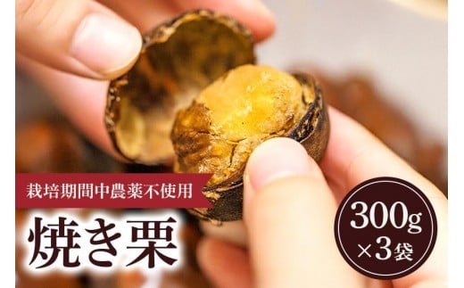 冷凍 焼き栗 3袋 （果じゅまる園）栗 くり クリ M L サイズ 焼栗 農薬不使用 殺虫剤不使用 国産 和栗 甘栗 果物 フルーツ くだもの 秋 旬 10月 11月 12月 発送 産地直送 農家直送 産直 甘い 茨城県 石岡市 (A18-006) 2331241 - 茨城県石岡市