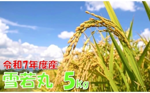 【令和７年産米 新米】雪若丸5kg　高橋