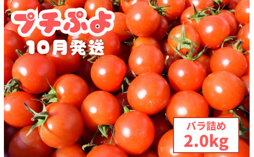ミニトマト（プチぷよ）　バラ詰め2.0kg【10月発送】