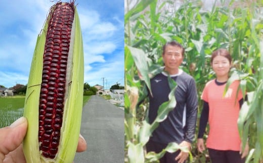 F5 アッキーファーム スイートコーン収穫体験 （スイートコーン20本込み） とうもろこし トウモロコシ 野菜 やさい 農作物 農業 体験 チケット 商品券 施設利用券 福岡県産 国産 福岡県 みやま市
