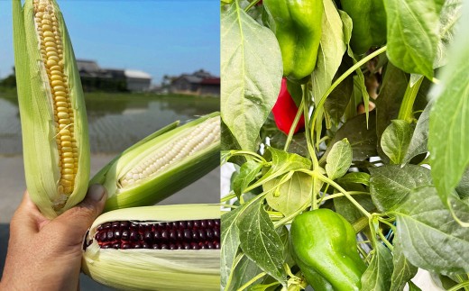 A322 アッキーファームの旬の野菜詰合せ福袋 （野菜3種） 詰め合わせ セット 季節 旬 お楽しみ 野菜 やさい なす トマト ミニトマト ピーマン ブロッコリー とうもろこし レタス カリフラワー 冷蔵 福岡県産 国産 福岡県 みやま市