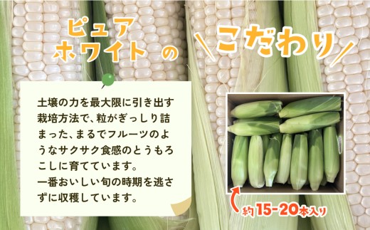 茨城県下妻市のふるさと納税 【 先行予約 】【 訳あり 】下妻産 朝採りとうもろこし （ ピュアホワイト ） 約6kg 【 2025年6月下旬～7月下旬ころ順次発送予定 】【 とうもろこし とうきび トウモロコシ 甘い スイーツ デザート ピュアホワイト コーン 人気 野菜 新鮮 おすすめ 】[SZR]