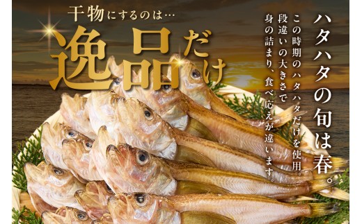 塩と氷を直接ふりかけ桶で一晩漬け込んだ“まぶり塩製法”、
表面だけでなく魚の中心まで均一に塩が効いています