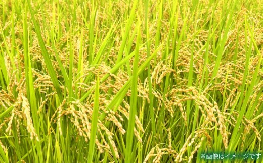 【年3回連続定期便】 【令和7年度産】 熊本県(七城)産のお米 計15kg(5kg×3回)