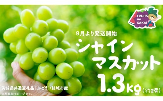シャインマスカット 1.3kg （2房）【2025年9月より発送開始】（茨城県共通返礼品 [ぶどう]：結城市産） 葡萄 マスカット 旬 お取り寄せ フルーツ 種なし 皮ごと 甘い デザート