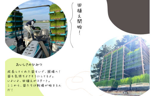 【2025年8月下旬－2026年8月下旬迄順次発送予定】【令和7年産】静岡県産コシヒカリ 玄米 10kg （5kg×2袋）