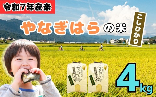 <令和７年産 新米>  特別栽培米  「やなぎはらの米 こしひかり」4㎏ (7-66) お米 コメ 白米 ご飯 長野県 信州 飯山市 新米 令和7年 コシヒカリ 産地直送 農家直送 2292875 - 長野県飯山市