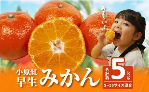 【訳あり】ご家庭用　小原紅早生みかん(サイズおまかせ)約5kg【2025年11月中旬～2026年1月中旬配送】