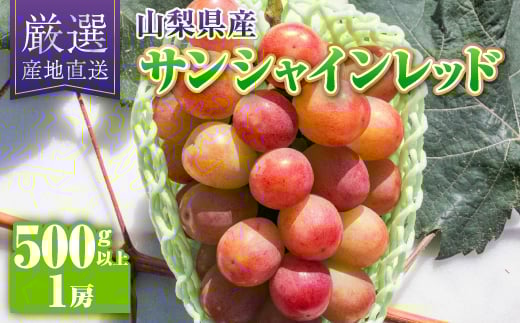 ＜2026年発送＞サンシャインレッド1房(