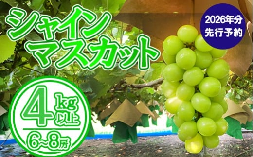 【数量限定】【2026年発送分 先行予約】シャインマスカット(4kg以上・6~9房) シャイン マスカット ぶどう ブドウ 葡萄 フルーツ 果物 くだもの 山梨 やまなし 富士川町