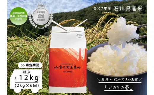《令和7年産 新米》【6ヶ月定期便】【お米番付優秀賞受賞農家】日本一粒の大きいお米『いのちの壱』白米2kg×6回 2341110 - 石川県金沢市