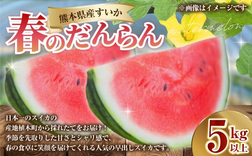 熊本県産 すいか 春のだんらん 5kg以上