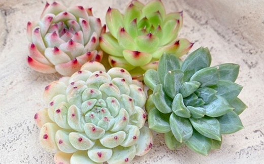 【名札付き】多肉植物の詰め合わせ 3～4株セット【多肉 多肉植物 植物 観葉植物 育てる 詰め合わせ 岡山県 倉敷市 おすすめ 人気】