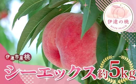 【2026年出荷分先行予約】福島県産 シーエックス 約5kg (9～18玉) サトー農園 大玉 固め 伊達の桃 桃 フルーツ 果物 もも モモ momo F21C-227 1211017 - 福島県伊達市