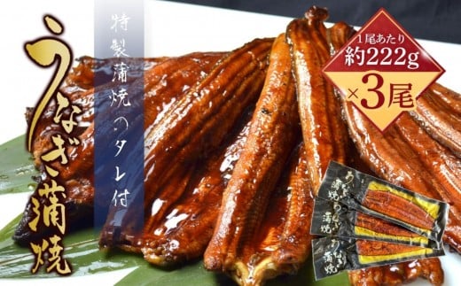 うなぎ蒲焼(中国産鰻 222g×3尾)