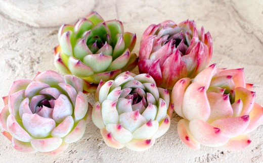 多肉植物の詰め合わせ 5~7株セット