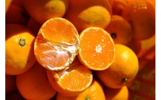 ［先行予約］［訳あり］冬採れみかん（中生みかん）S〜Lサイズ混合 5kg＋300g（傷み補償分）［2025年11月下旬より発送］ 2345477 - 和歌山県海南市