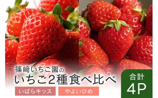 【2026年先行予約】いばらキッス2P＆やよいひめ2P (A32-013) 2030529 - 茨城県石岡市