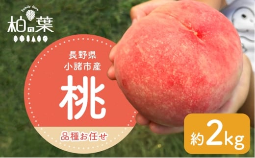 【2026年発送先行予約】　長野県小諸市産桃　約2kg（6～9玉） ギフト用　【Family farm 柏の葉】 [№5915-1676]