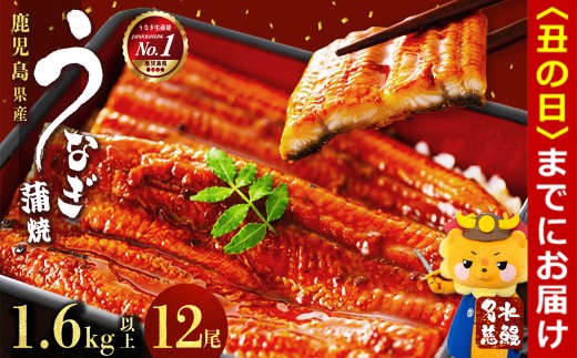 【丑の日までに配送】【数量限定】鹿児島県産うなぎ蒲焼 名水慈鰻 12尾(1尾約120g以上)＜計約1.6kg以上＞ f2-003-us 2113730 - 鹿児島県志布志市