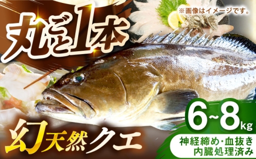 壱岐産　幻天然クエ　丸ごと1本　6kg～8kg《壱岐市》 【みやげ処 縁由】 [JBJ017] 2344937 - 長崎県壱岐市
