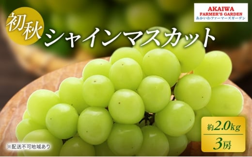 ぶどう 2026年 先行予約 シャインマスカット 約2.0kg 3房 初秋 葡萄 岡山県 赤磐市産 フルーツ 果物 あかいわファーマーズガーデン 果物類