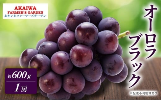 ぶどう 2026年 先行予約 オーロラブラック 約600g 1房 葡萄 岡山県 赤磐市産 フルーツ 果物 あかいわファーマーズガーデン