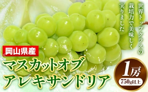 212.【先行予約】 岡山県産 マスカットオブアレキサンドリア 1房 (750g以上) 【配送不可地域あり】 《7月上旬-8月下旬頃出荷》 岡山県 矢掛町 果物 フルーツ ぶどう 葡萄 送料無料 1247467 - 岡山県矢掛町