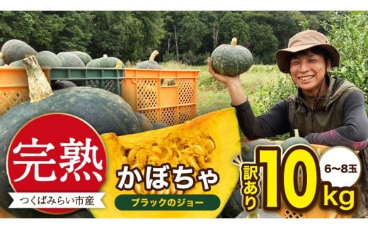 【 訳アリ 】完熟かぼちゃ ブラックのジョー 10kg(6~8玉) かぼちゃ 生かぼちゃ ほくほく ねっとり 甘い 国産 茨城県産 訳アリ お取り寄せ 野菜 国産