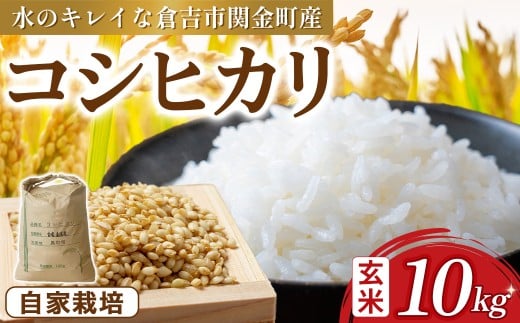 コシヒカリ 玄米 10kg 令和7年産 新米 お米 米 こめ コメ こしひかり 玄米 コシヒカリ ご飯 ごはん 鳥取県 倉吉市産 2367479 - 鳥取県倉吉市